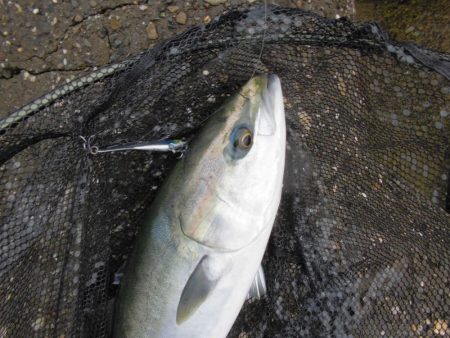 朝の猛打賞は8時から