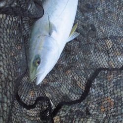 ゴリゴリゴリゴリ…