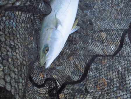 ゴリゴリゴリゴリ…