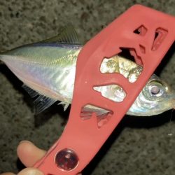 アジ釣り