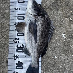 イチノ兄弟（兄）釣果！