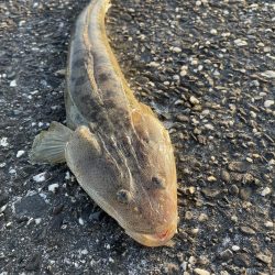 お久しぶりです