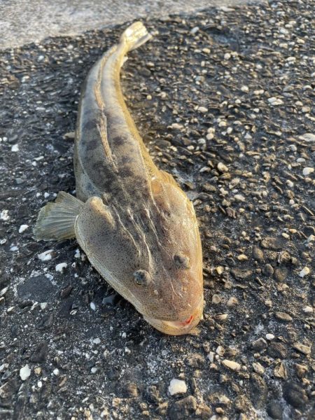 お久しぶりです