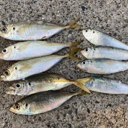 アジ釣り