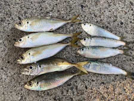 アジ釣り