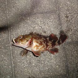 豆アジ釣れました。