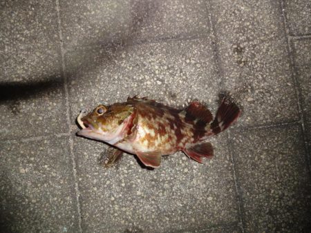 豆アジ釣れました。