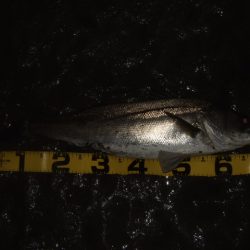 河川シーバス終盤戦