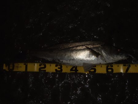 河川シーバス終盤戦