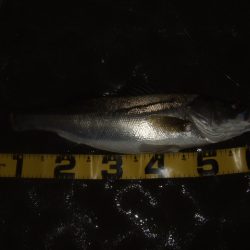 ハイシーズン終了を感じる釣行