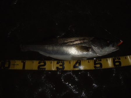 ハイシーズン終了を感じる釣行