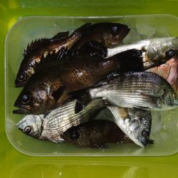 エビ撒きで五目釣り