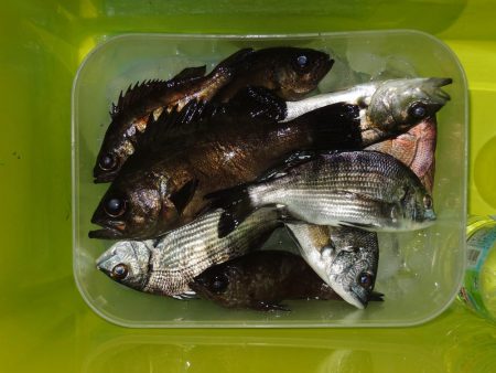 エビ撒きで五目釣り