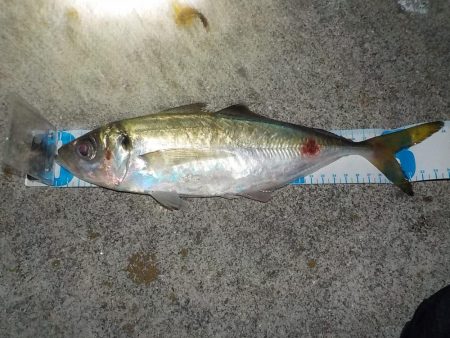 でか！アジング