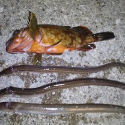 まずまずの釣果