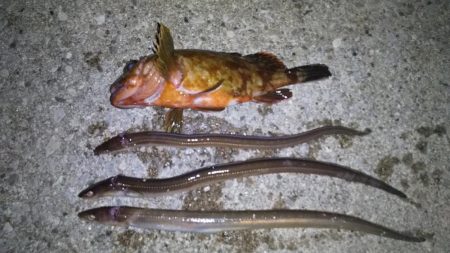 まずまずの釣果