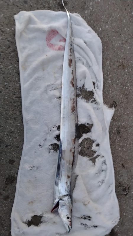 居ないかなと思ったら居た件