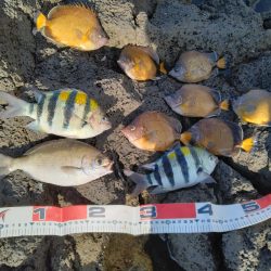 三宅島「温泉下」入磯、小物乱舞エサ取りとの半日。