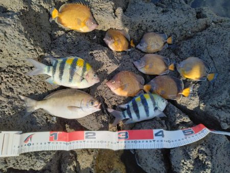 三宅島「温泉下」入磯、小物乱舞エサ取りとの…