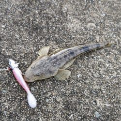 フラットフィッシュ