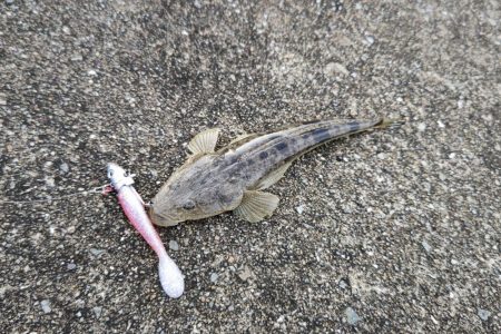 フラットフィッシュ