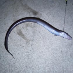 ぶっ込み釣りでアナゴ