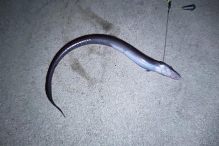 ぶっ込み釣りでアナゴ