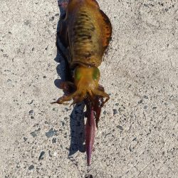 天候はよかったのですが・・・