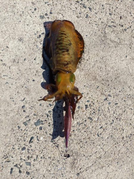 天候はよかったのですが・・・