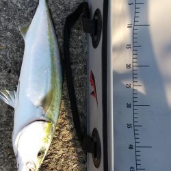 活けアジ釣れねー