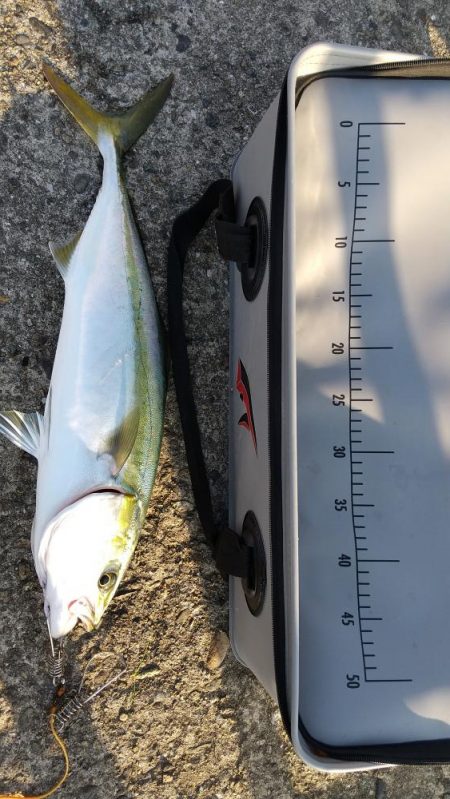 活けアジ釣れねー