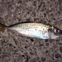 予期せぬ豆アジング