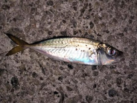 予期せぬ豆アジング