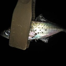 夜勤明け短時間アジング修行