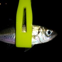 豆アジ釣れました。