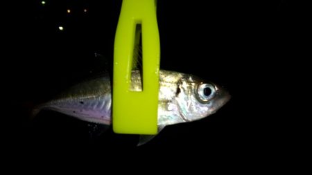 豆アジ釣れました。