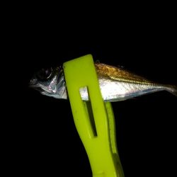 豆アジ釣れました。