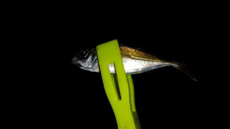 豆アジ釣れました。