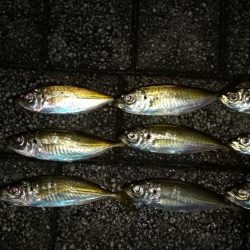 アジツ抜けを目指して