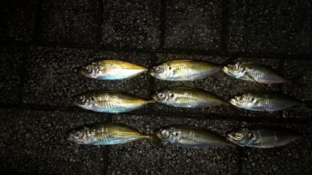 アジツ抜けを目指して