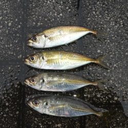 青物チャレンジのはずが