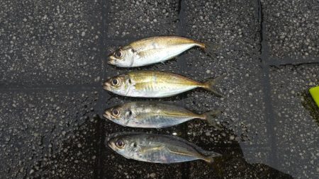 青物チャレンジのはずが