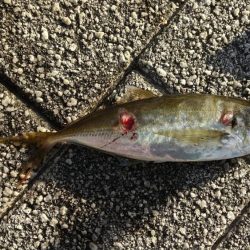 今回も青物チャレンジ出来ず