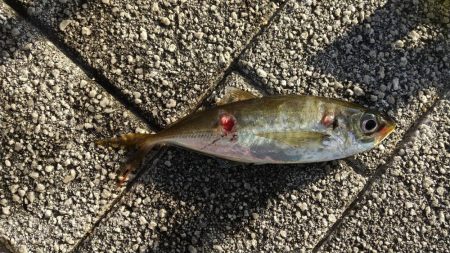 今回も青物チャレンジ出来ず