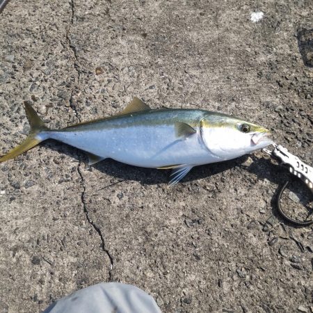 メタボメジロ！