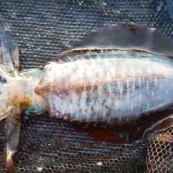 今季最終エギング