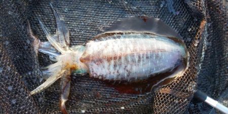 今季最終エギング