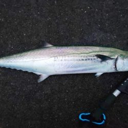 ぎりぎりサワラクラス