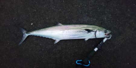 ぎりぎりサワラクラス