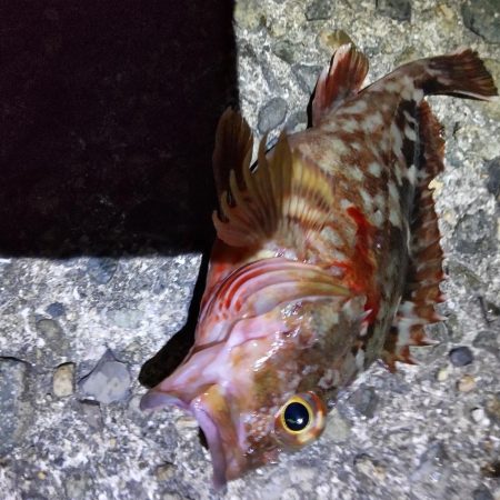 ヒラメ狙いの飲ませ。